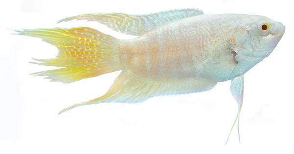 Albino Paradise Pescado Aislado Fondo Blanco Macropodus Opercularis — Foto de Stock