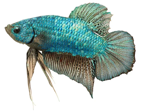 Metallisch Blaues Plakat Isoliert Auf Weißem Hintergrund Kurzflossenbetta Betta Splendens — Stockfoto