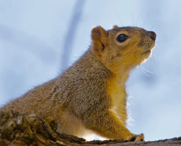 Close Single Brown Squirrel Tree — Stock Photo, Image