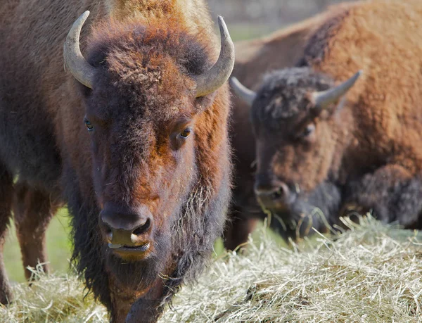 Δύο Καφέ Buffalos Κινείται Προς Τον Θεατή Επικεφαλής Buffalos Μολύβδου — Φωτογραφία Αρχείου