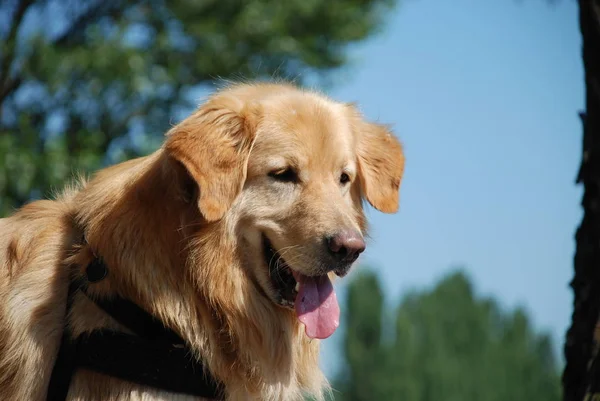 Portret Van Een Schattige Hond — Stockfoto