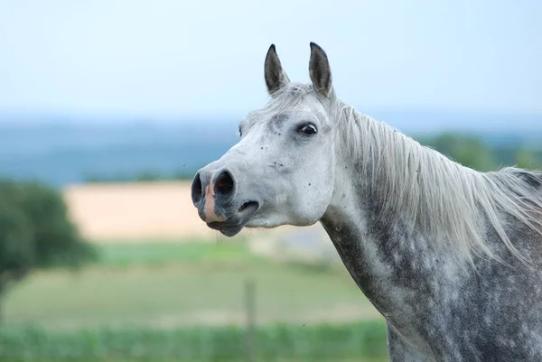 Roztomilý Kůň Venkovní Výstřel Dne — Stock fotografie