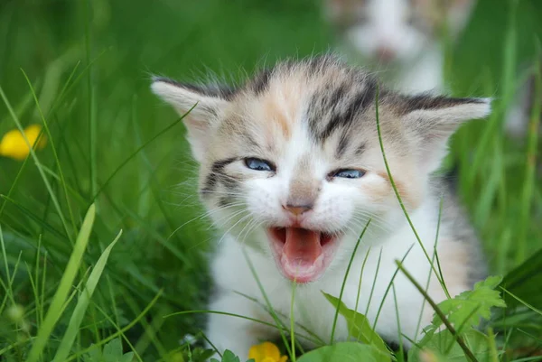 Portrait Cute Cat — Stock Photo, Image