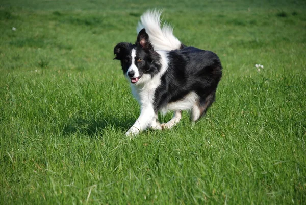 Confine Collie Cane Domestico Razza Pura Animale Domestico — Foto Stock