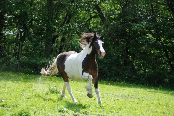 Kůň Poli — Stock fotografie