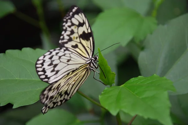 Close Van Een Insect Wilde Natuur — Stockfoto