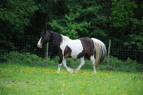 Bonito Cavalo Selvagem Natureza — Fotografia de Stock