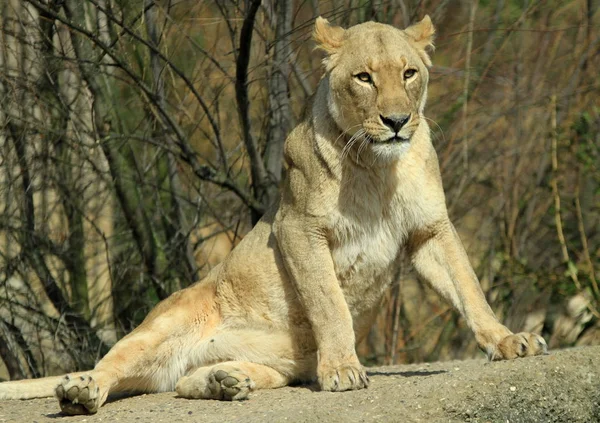 León Depredador Felino Cazador — Foto de Stock