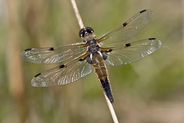 Primo Piano Macro Vista Insetti Libellula — Foto Stock