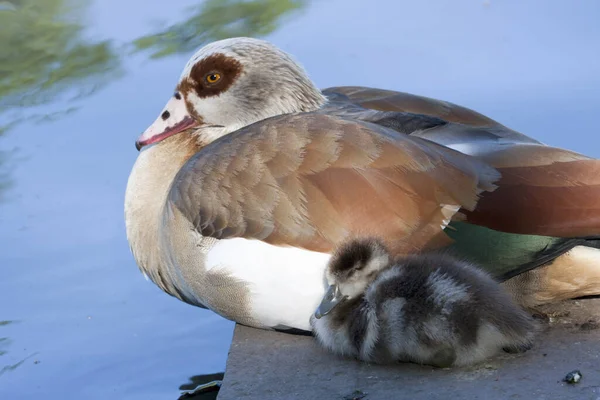 Jungtiere Selektiver Fokus — Stockfoto