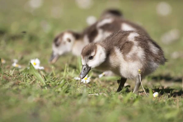 Jonge Dieren Selectieve Focus — Stockfoto