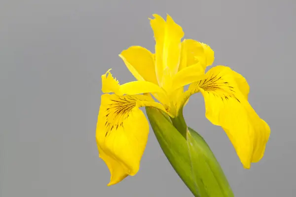 Narcis Květiny Květy Okvětní Lístky — Stock fotografie