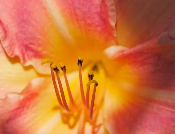 Amarillo Naranja Rojo Lilly Color Con Estambres Polinizados Oro — Foto de Stock