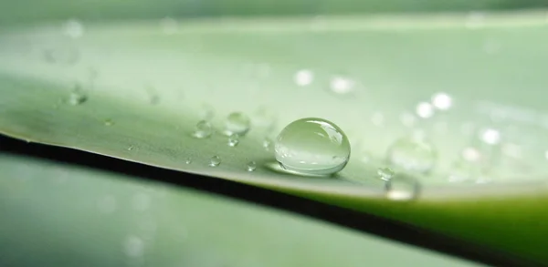Вода Падає Зелену Траву — стокове фото