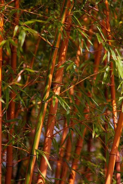 Autentyczne Bambus Chinach — Zdjęcie stockowe