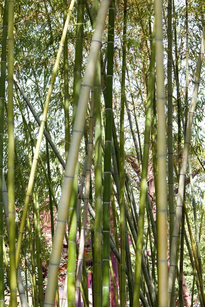 Echte Bamboe Porselein — Stockfoto