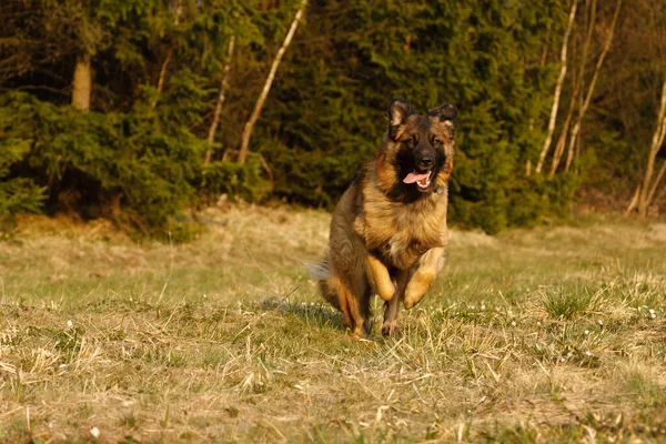 Porträt Eines Süßen Hundes — Stockfoto