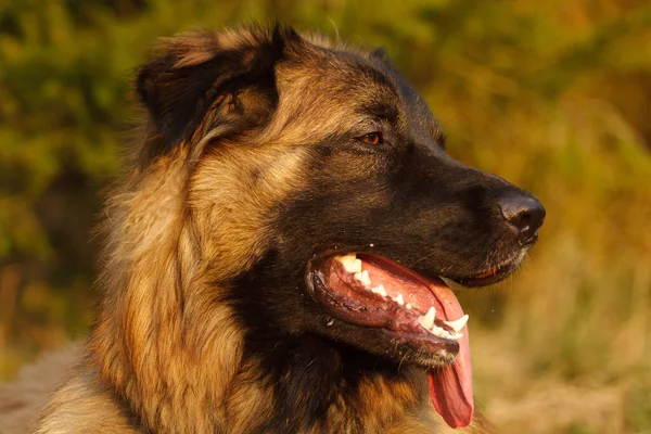 Portrait Cute Dog — Stock Photo, Image