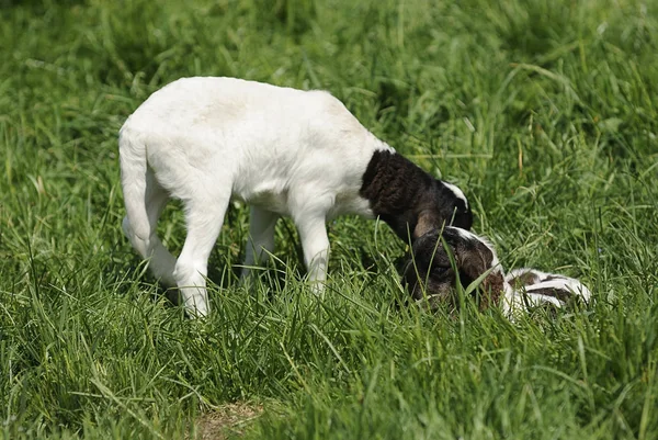 Landschaftlicher Blick Auf Die Landwirtschaft Selektiver Fokus — Stockfoto