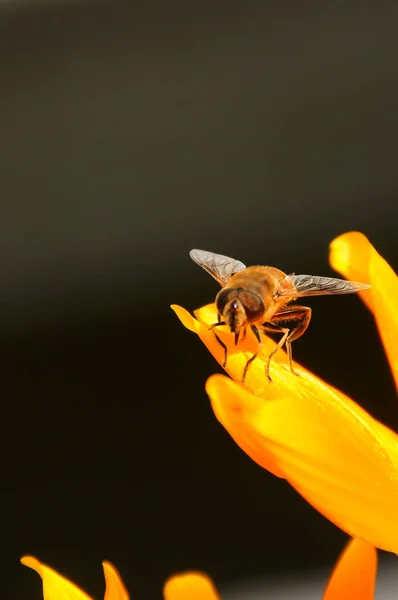 Doğadaki Böceğin Yakın Görüntüsü — Stok fotoğraf