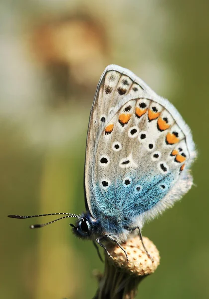 羽や虫のいるエキゾチックな蝶 — ストック写真
