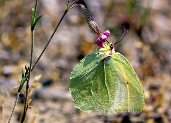 Θειάφι Gonepteryx Rhamni Έντομο 2002 — Φωτογραφία Αρχείου