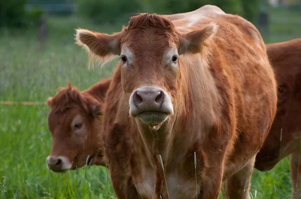 Vista Panorámica Vacas Domésticas Lindas — Foto de Stock