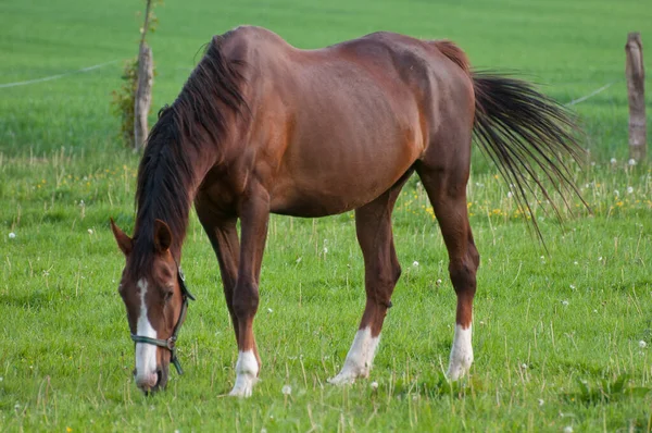 Caballos Aire Libre Durante Día — Foto de Stock