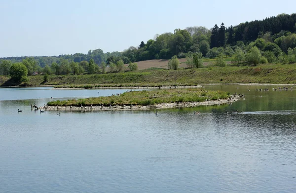 Schilderachtig Uitzicht Van Grijze Gans Wilde Natuur — Stockfoto