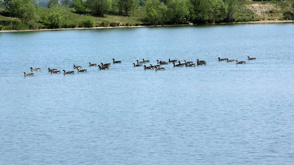 Naturskön Utsikt Över Gåsfågeln Naturen — Stockfoto