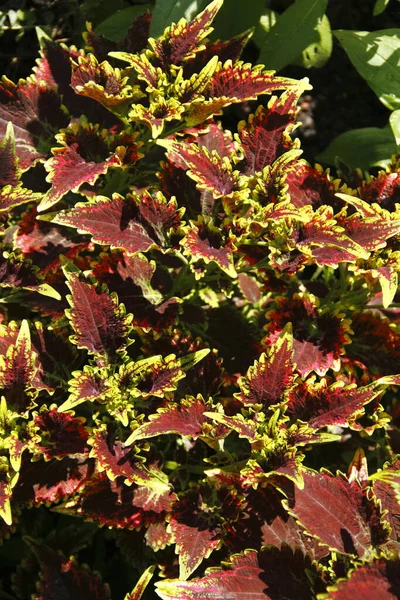 Vacker Flora Trädgården Natur — Stockfoto