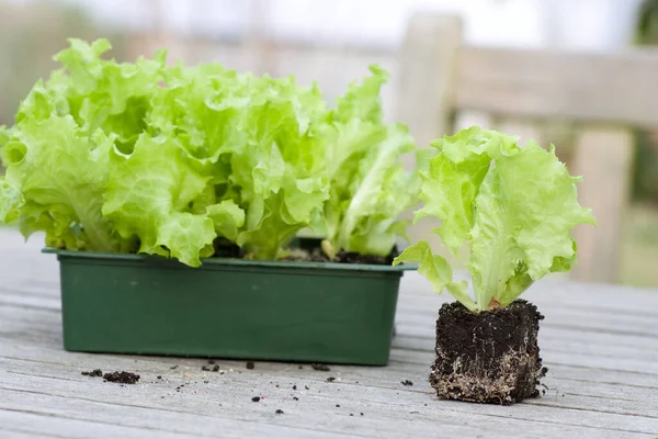 Lettuce Seedlings Wooden Garden Table — Stock Photo, Image