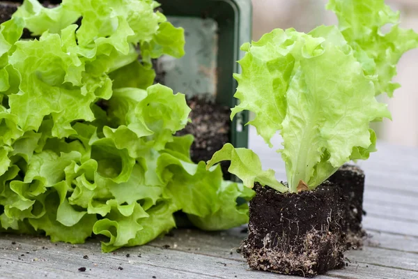 Salat Sämlinge Mit Wurzelballen Auf Einem Gartentisch — Stockfoto
