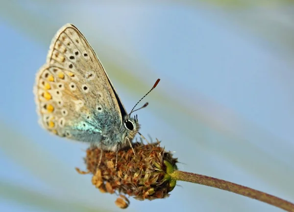 Papillon Exotique Aux Ailes Insecte — Photo