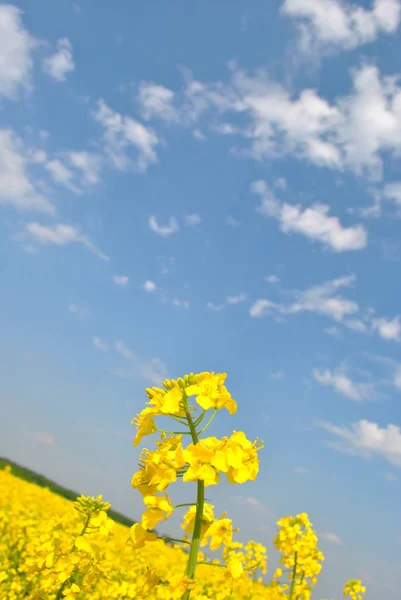 Landwirtschaft Feld Landschaft Land Land — Stockfoto