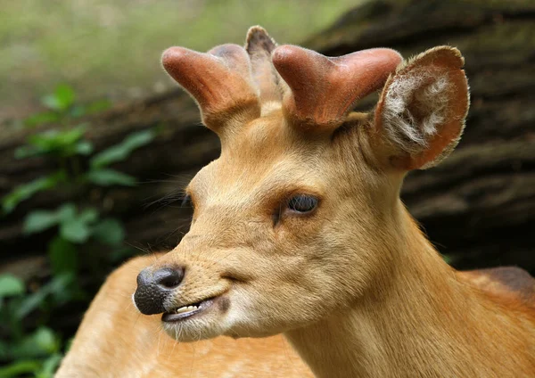 Primer Plano Los Animales Zoológico — Foto de Stock