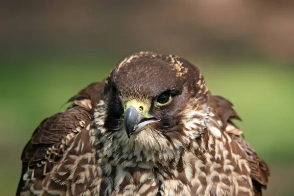 Vacker Utsikt Över Vacker Falk Naturen — Stockfoto