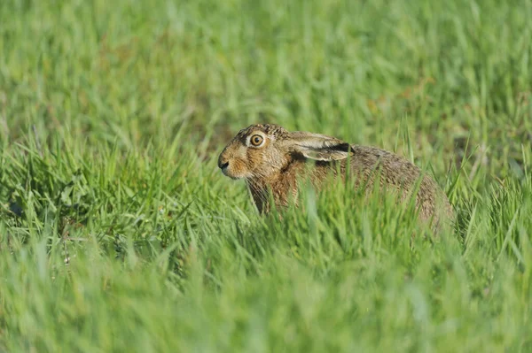 可愛いウサギが撃たれた — ストック写真