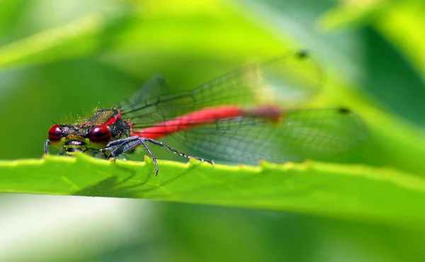 Insectă Libelulă Bug Mic Aripi Natură — Fotografie, imagine de stoc