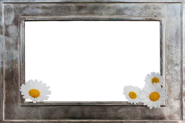 Picture Frame Daisies — Stock Photo, Image