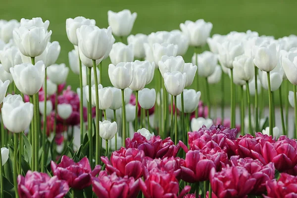 Tulpen Blühen Blütenblätter Frühlingsflora — Stockfoto