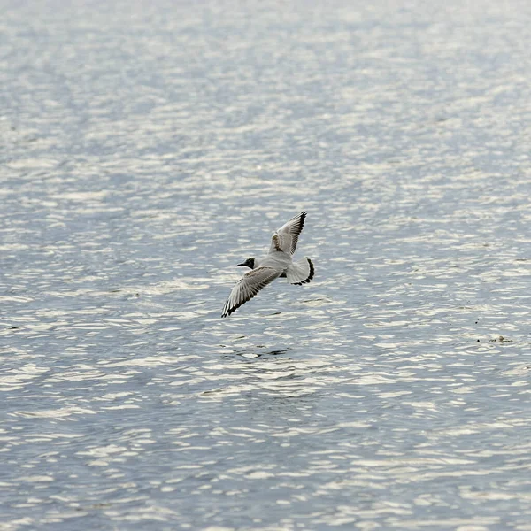 Vogelthema Malerischer Schuss — Stockfoto