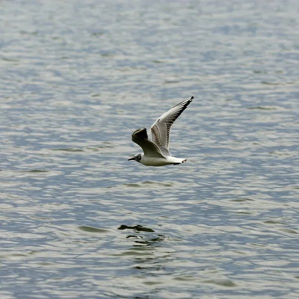 Scenic View Beautiful Bird Nature — Stock Photo, Image