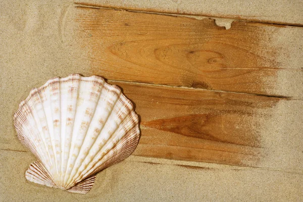 Capesante Con Sabbia Pannello Legno — Foto Stock