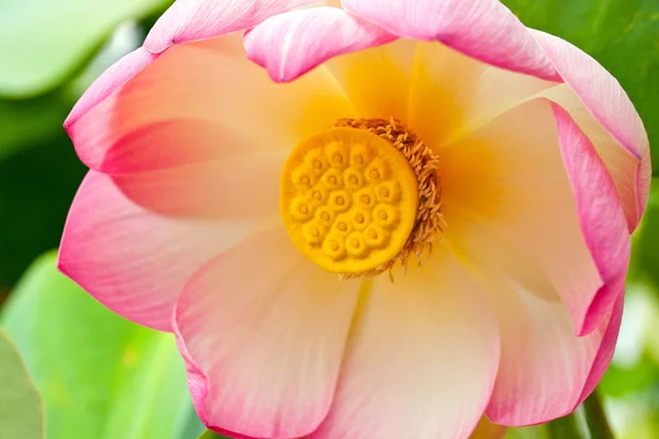 睡蓮の花びら池の植物 — ストック写真