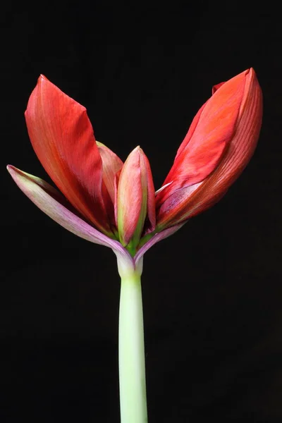 Amarilis Flores Pétalos Flora — Foto de Stock