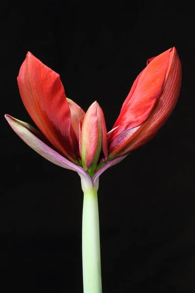 Amaryllis Květy Okvětní Lístky Flóra — Stock fotografie