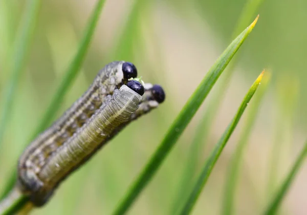 Insecto Oruga Gusano Pequeño — Foto de Stock