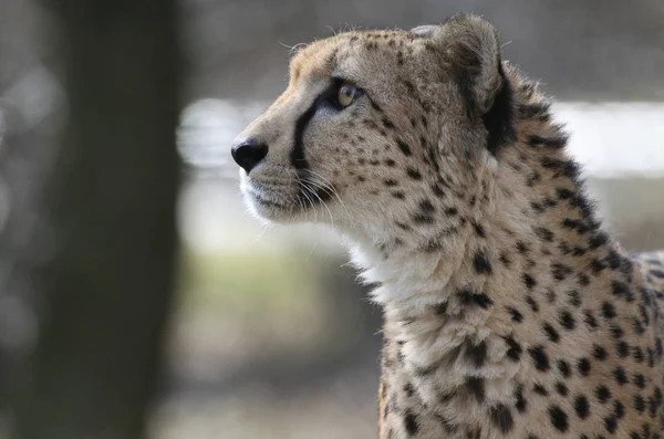 Gepardkatt Vilda Djur — Stockfoto