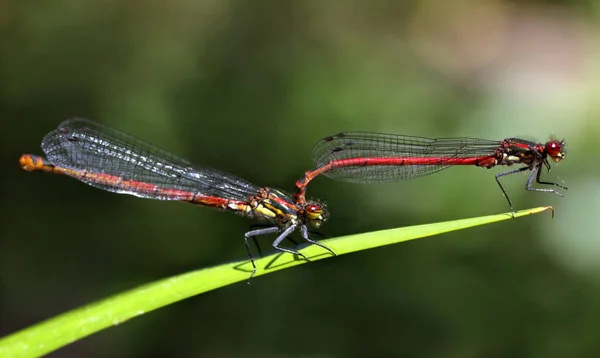 Close Macro View Van Libelle Insect — Stockfoto